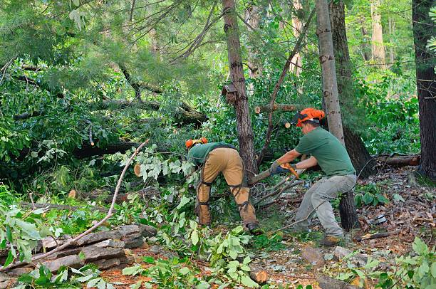 Large Tree Removal in Casa Loma, CA